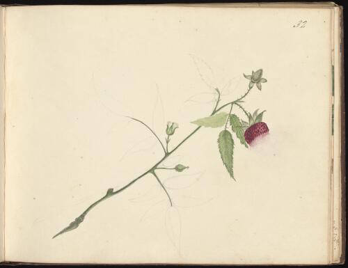 Rubus, Newcastle, New South Wales, approximately 1834 / D.E. Paty