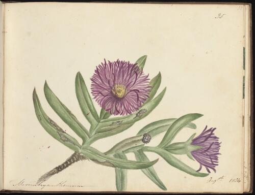 Mesembryanthemum, Newcastle region, New South Wales, August 1834 / D.E. Paty