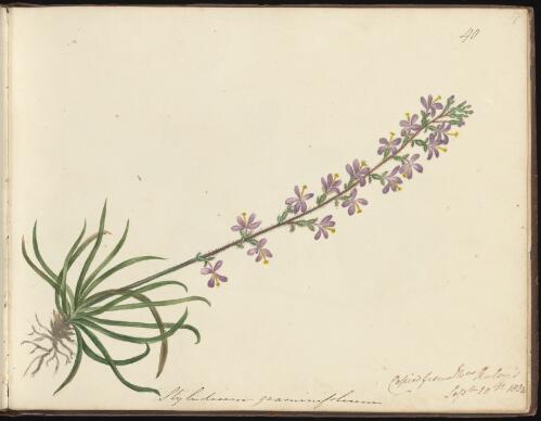 Stylidium graminifolium, Newcastle region, New South Wales, 20 September 1834 / D.E. Paty