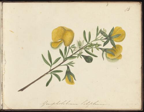 Gompholobium latifolium, Newcastle region, New South Wales, approximately 1834 / D.E. Paty