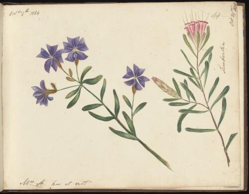 Dampiera stricta, 4 October 1834 and Lambertia, 29 October 1835, Newcastle region, New South Wales / D.E. Paty