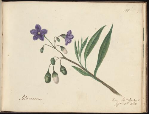 Solanum lanceolatum, Newcastle, New South Wales, 20 September 1834 / D.E. Paty