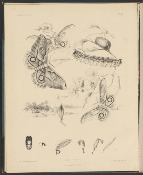 Australian lepidoptera and their transformations drawn from the life. Vol. I  / by Harriet and Helena Scott ; with descriptions, general and systematic by A.W. Scott
