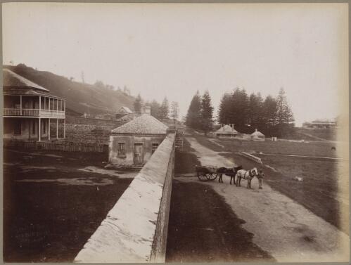 Man with horses and cart on a road, Norfolk Island, approximately 1890 / Charles Kerry