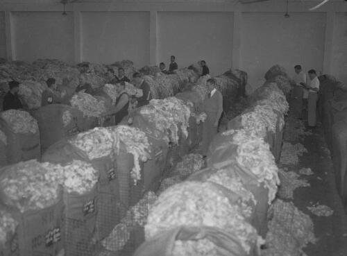 Nenco Wool Store bales at the Newcastle Wool Sales, Newcastle, New South Wales, May 1950