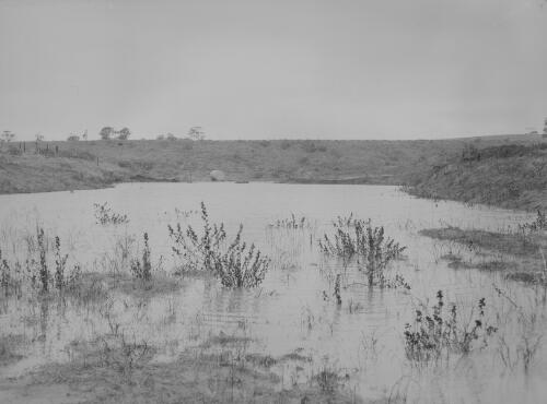 Farm land under water during flooding at Maitland, New South Wales, 1950