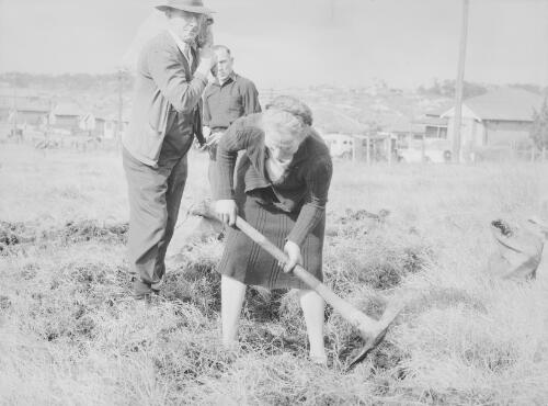 Two men assisting a woman digging up coal in a field during the miner's strike at Mayfield, New South Wales, 1949