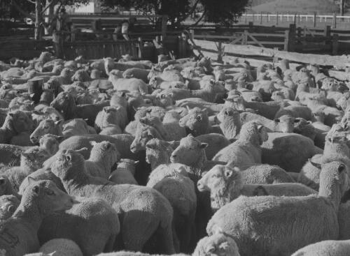 Wool sales with sheep gathered in a farm pen, Scone, New South Wales, 1948
