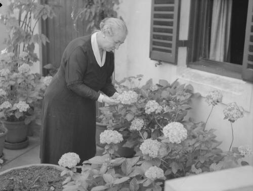 Elderly woman standing in a courtyard filled with pots of hydrangeas, New South Wales, 1937, 2