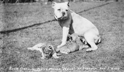 Two lion cubs feeding from a bulldog at Taronga Zoo, Sydney, 1 October 1917, 1