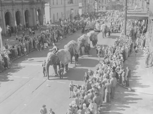 Crowds watching five decorated elephants being led along Hunter Street during a parade celebrating the Jubilee of the Commonwealth of Australia, Newcastle, New South Wales, 1951