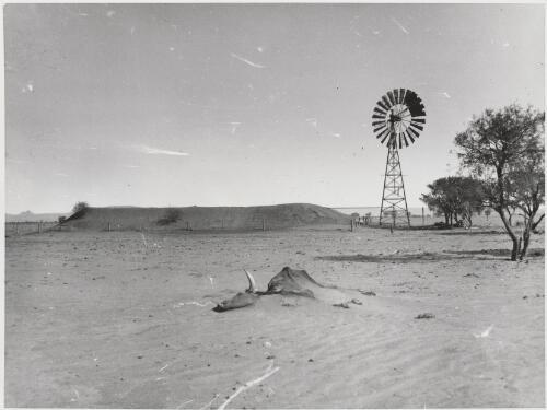 Drought affected area near a dam with the carcass of a dead steer, 1944? / Australian Information Service