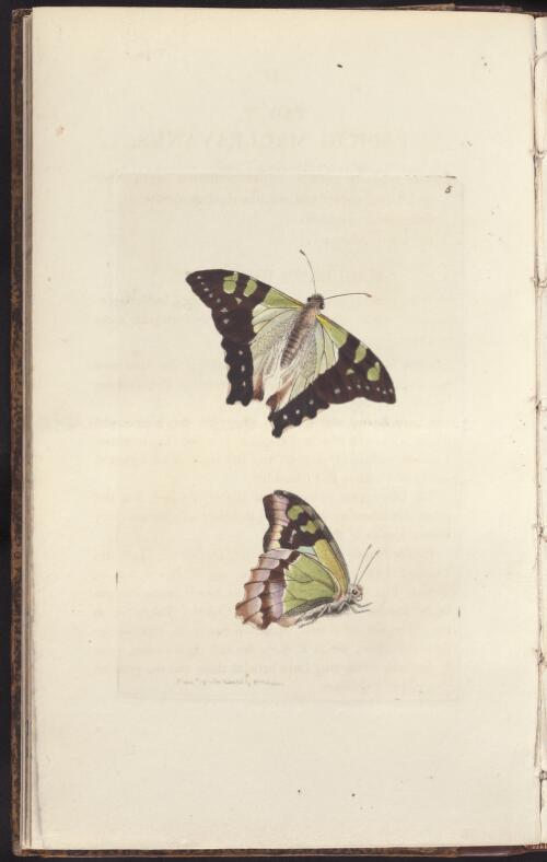 The zoological miscellany : being descriptions of new or interesting animals / by William Elford Leach ; illustrated with coloured figures drawn from nature by R.P. Nodder