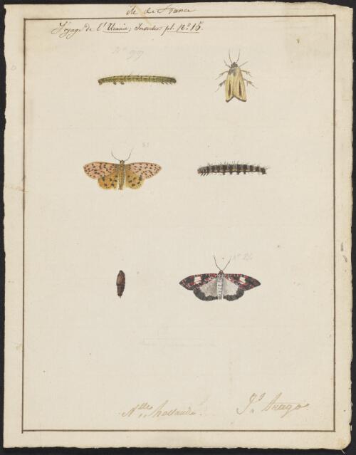 Australian butterflies collected on the Uranie voyage, approximately 1820 / J. Arago
