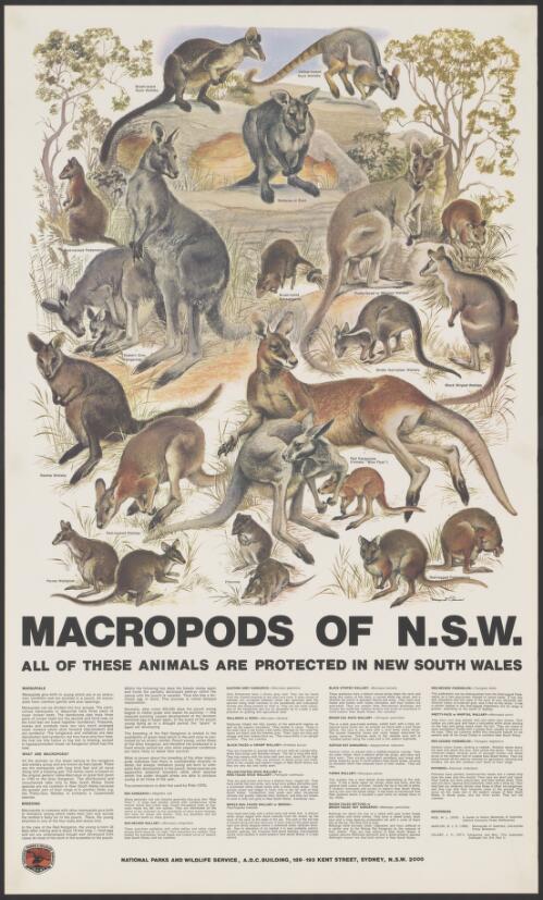Macropods of N.S.W. : all of these animals are protected in New South Wales / Margaret  Senior