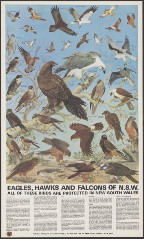 Eagles, hawks and falcons of N.S.W. / Margaret Senior