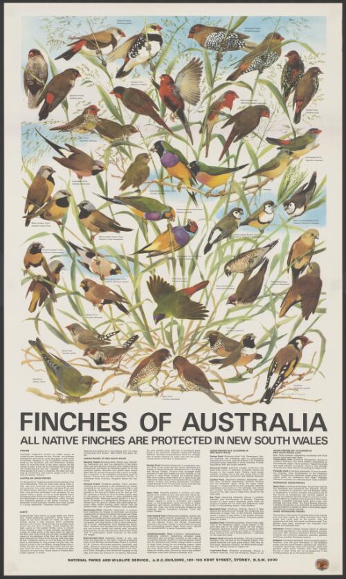 Finches of Australia / Margaret Senior