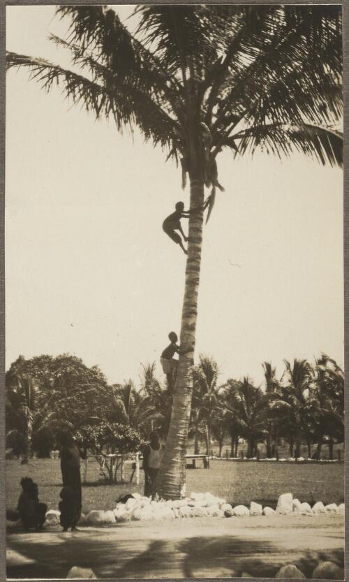 Two Aboriginal men climbing a coconut tree, Palm Island, Queensland, approximately 1929