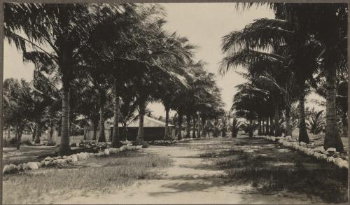 A pathway between rows of palm trees, Palm Island, Queensland, approximately 1929