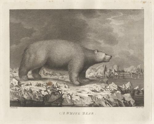A white bear [picture] / J. Webber del.; Mazell sculp