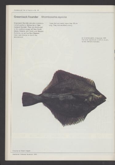 Greenback Flounder