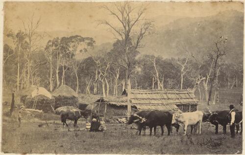 Settler farm with bullock team, horse-drawn plough and haystacks, Porepunkah on the Ovens River, Victoria, approximately 1873 / Washbourne