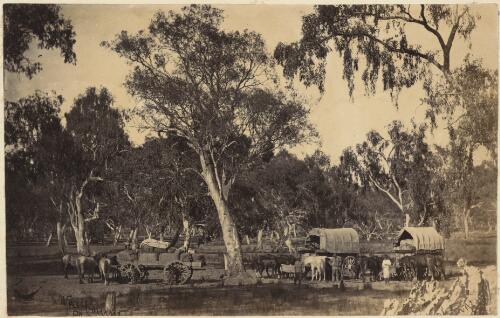 Carrier's camp with loaded wagons near Mansfield, Victoria, approximately 1873 / Washbourne