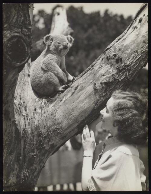 A woman observing a koala sitting in a gum tree, Sydney, approximately 1935