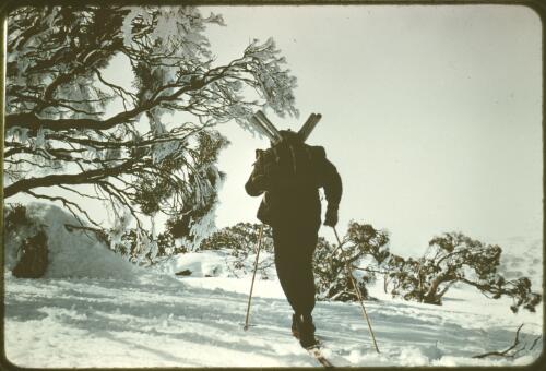 A hydrographer skiing, Snowy Mountains Hydro-Electric Scheme, Snowy Mountains, New South Wales, approximately 1955