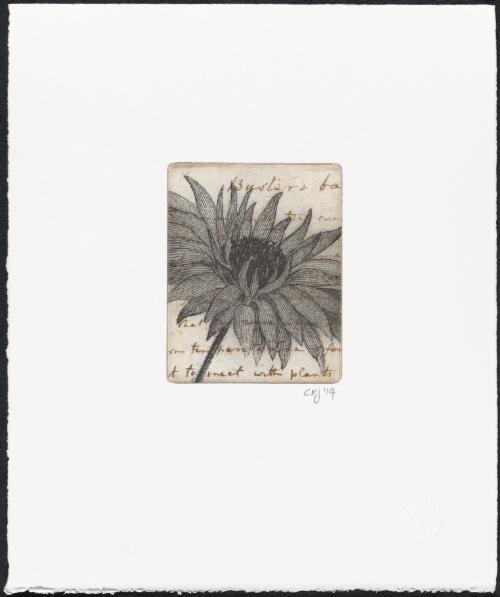 Xerochrysum bracteatum (C Series), 2014 / Christine Johnson