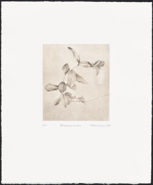 Billardiera scandens (B Series), 2014 / Christine Johnson