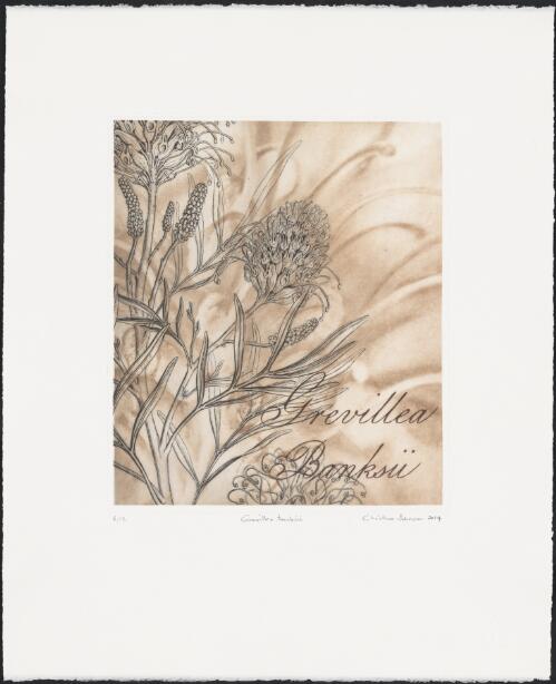 Grevillea banksii (A Series), 2014 / Christine Johnson