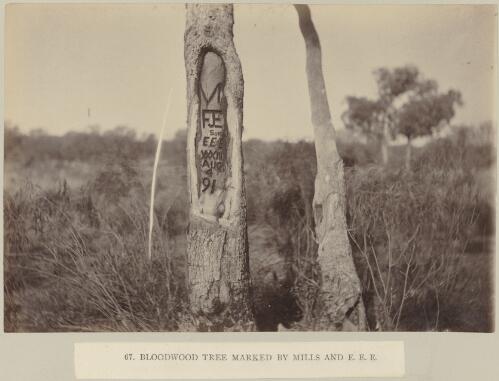 Bloodwood tree marked by Mills and E.E.E., Elder Scientific Exploration Expedition, Western Australia, approximately 1892, 2 / Frederick Elliott