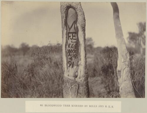 Bloodwood tree marked by Mills and E.E.E., Elder Scientific Exploration Expedition, Western Australia, approximately 1892, 3 / Frederick Elliott