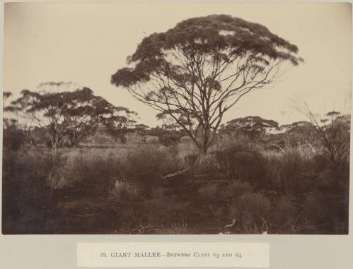 Giant Mallee, between camps 63 and 64, Elder Scientific Exploration Expedition, Western Australia, approximately 1892, 4 / Frederick Elliott