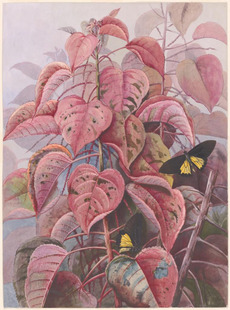 Digital Collections - Pictures - Rowan, Ellis, 1848-1922. Acalypha sp ...