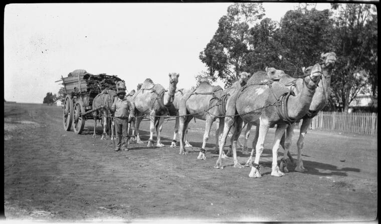 Digital Collections - Pictures - Flynn, John, 1880-1951. Camel team ...