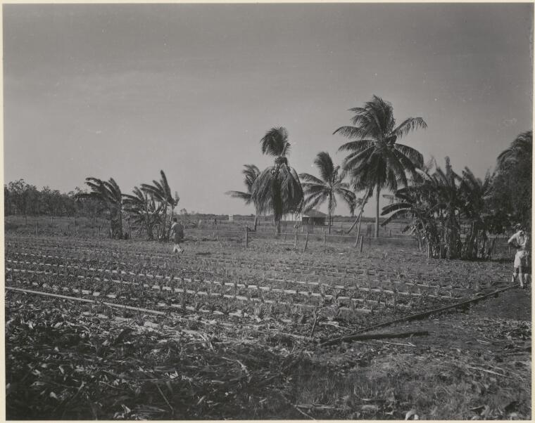 Digital Collections - Pictures - Pedersen, W. Vegetable garden at the ...