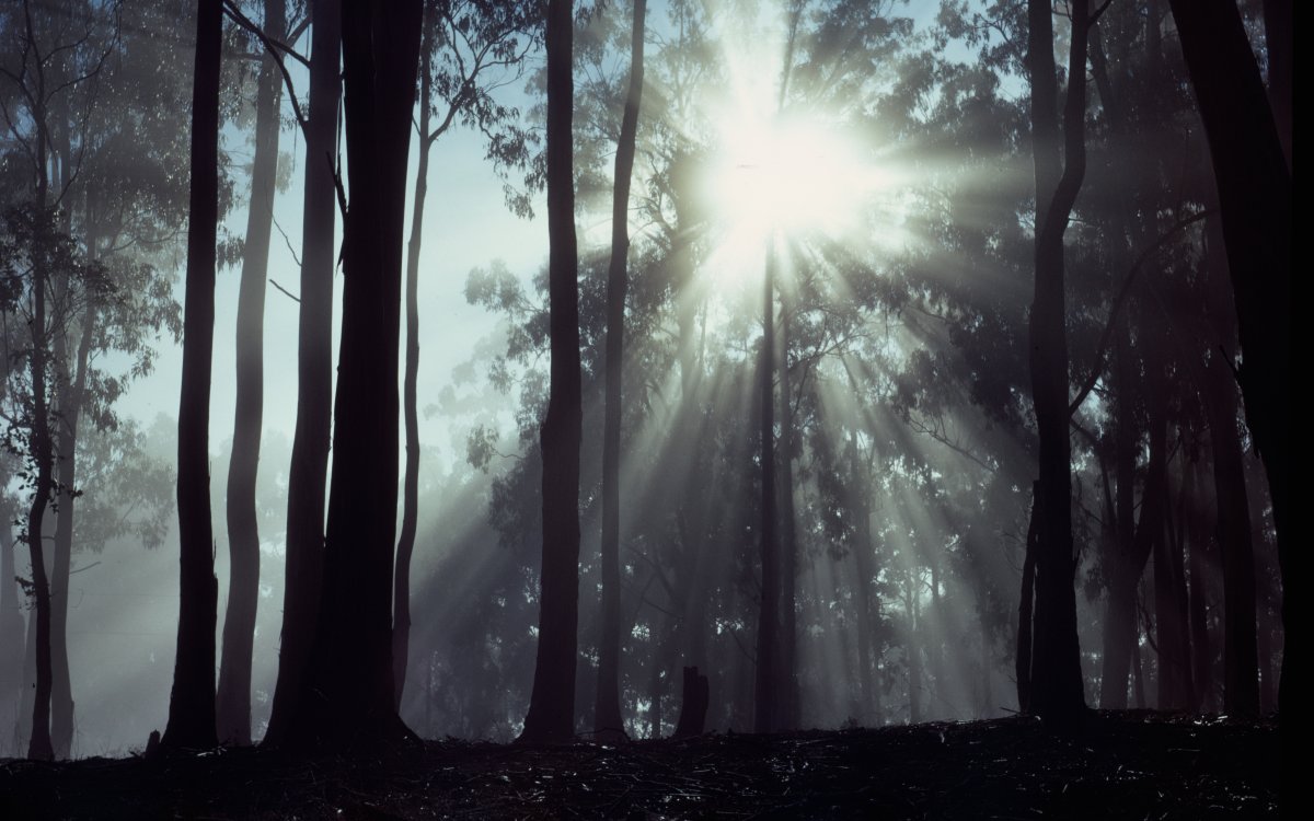 The sun filters through a tall forest. The trees are in silhouettes 