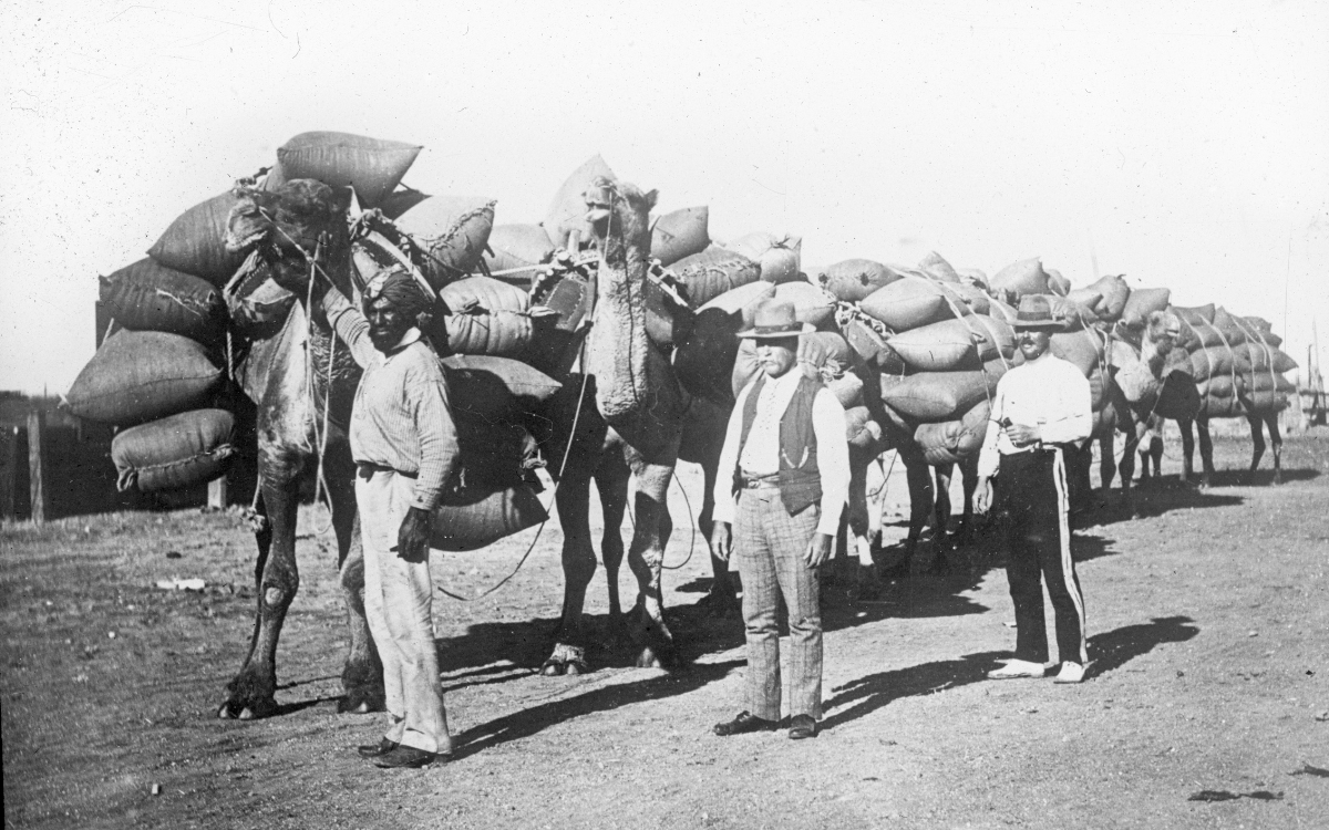 Black and white photo of three men standing near a line of camels loaded with sacks of supplies