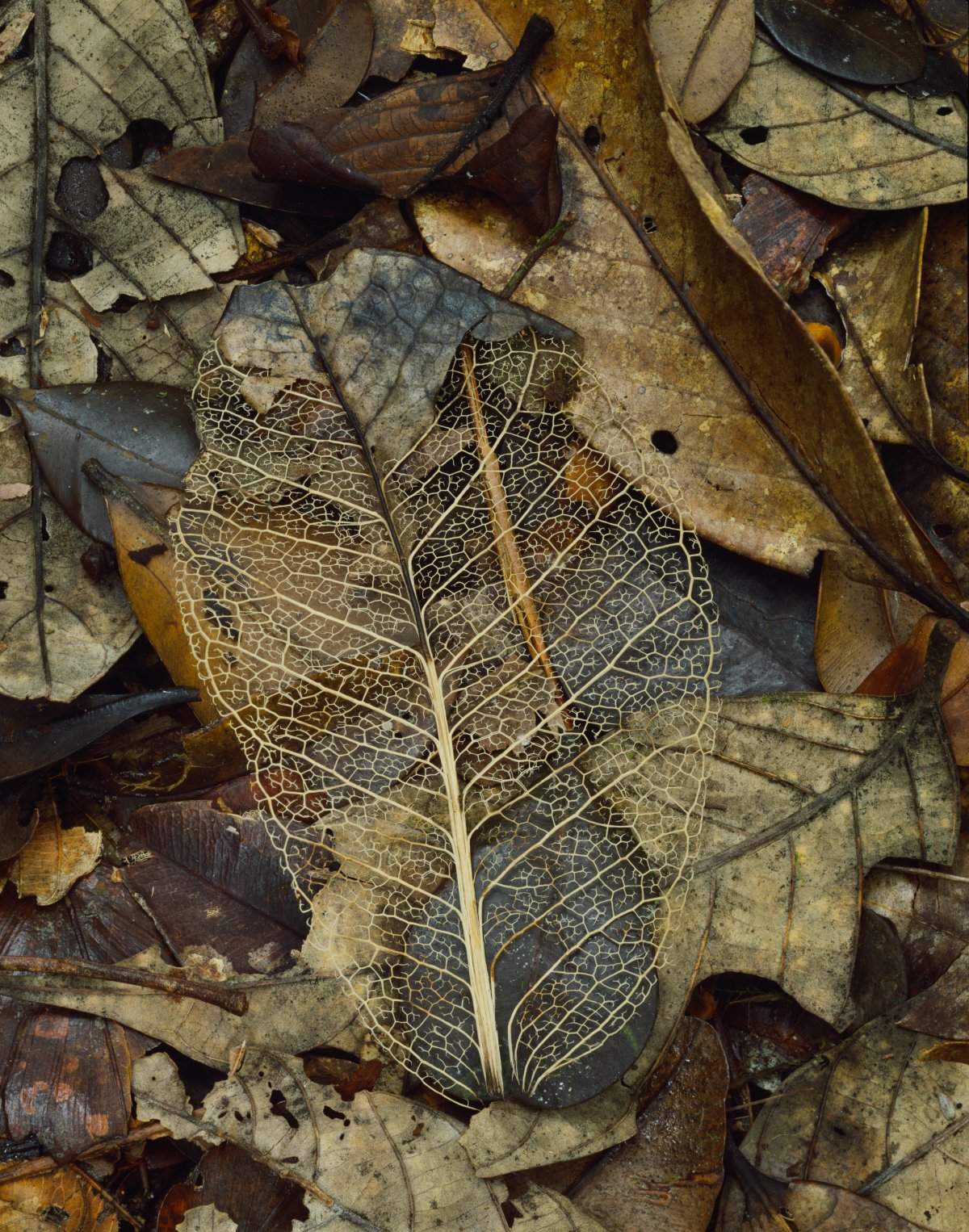 The skeleton of a leaf sits on a bed of other dead dried leaves. The leaf skeleton has retained the woody veins of the leaf while the fleshy parts have decayed.