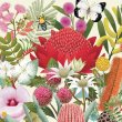 Illustrated flowers and insects details from the front cover of the book 'Flora: Australia's Most Curious Plants'.