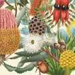 Illustrated flowers and insects details from the front cover of the book 'Flora: Australia's Most Curious Plants'.