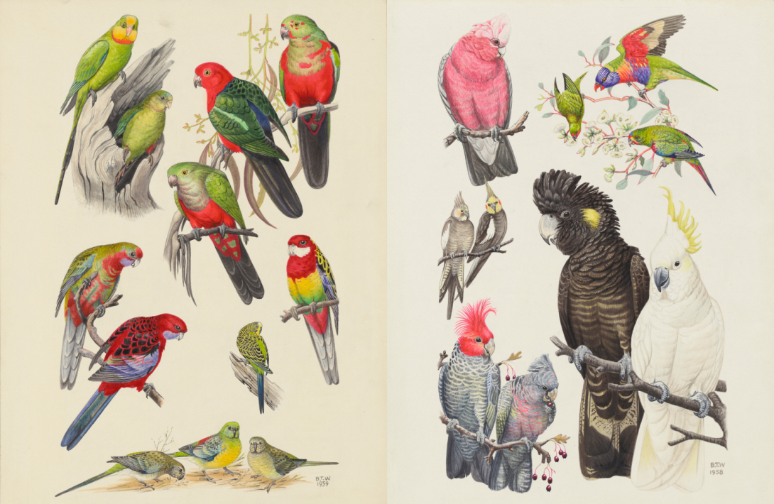 Colourful, extremely detailed illustrations of different kinds of parrots, lorikeets and cockatoos