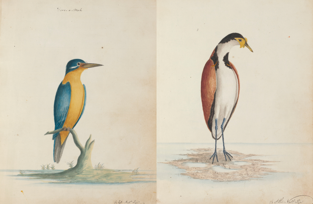 Illustrations of two birds. On the left a blue and yellow kingfisher and on the right a brown, white and black masked lapwing