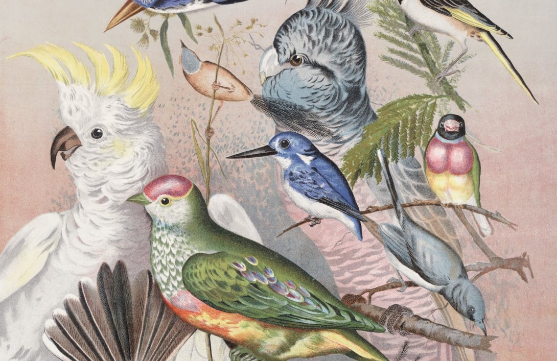 Illustration of different types of birds, including a cockatoo and kingfisher, sitting on branches