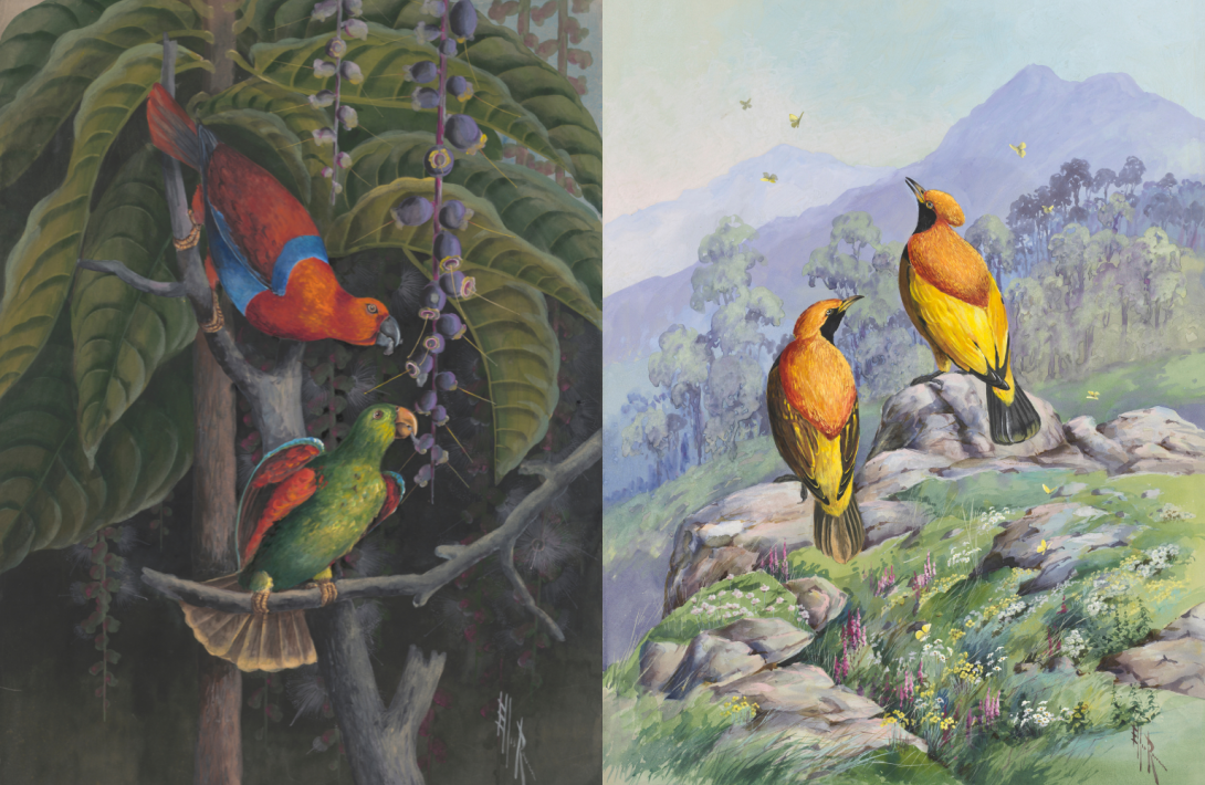 Two detailed artworks of pairs of birds. On the left are two colourful lorikeets eating in a tree. On the right are two golden bowerbirds sitting on rocks facing a view of a valley.