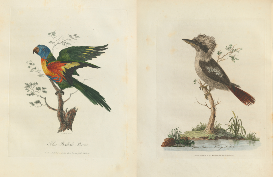 An Illustrations of a colourful blue bellied parrot on the left and a kookaburra on the right