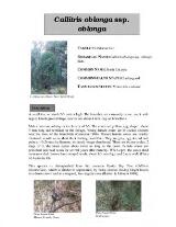 Thumbnail - Callitris oblonga ssp. oblonga  [South Esk pine] [electronic resource].