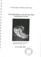 Thumbnail - The giant squid (Architeuthis sp.) from Ocean Beach, Strahan : 10-12 July, 2007.